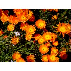 Pigface Orange x 1 Hardy Flowering Plants Succulents Shrubs Groundcover Mesembryanthemum delosperma obtusum Pig Face Hanging Basket Pot